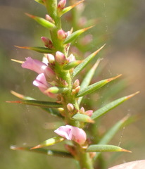 Muraltia juniperifolia