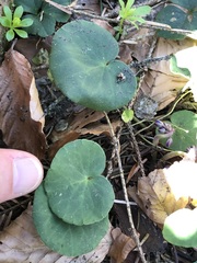 Soldanella montana