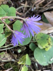 Soldanella montana