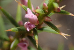 Muraltia juniperifolia