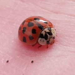 Harmonia axyridis