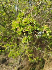 Angiospermae