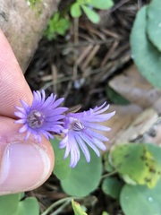 Soldanella montana