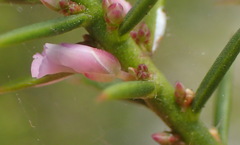 Muraltia juniperifolia