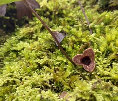 Hexastylis naniflora