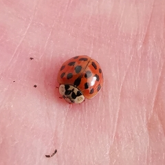 Harmonia axyridis