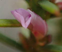 Muraltia juniperifolia
