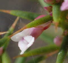 Muraltia juniperifolia