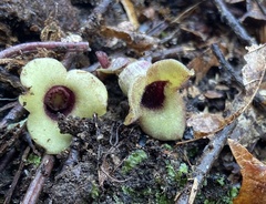 Hexastylis naniflora