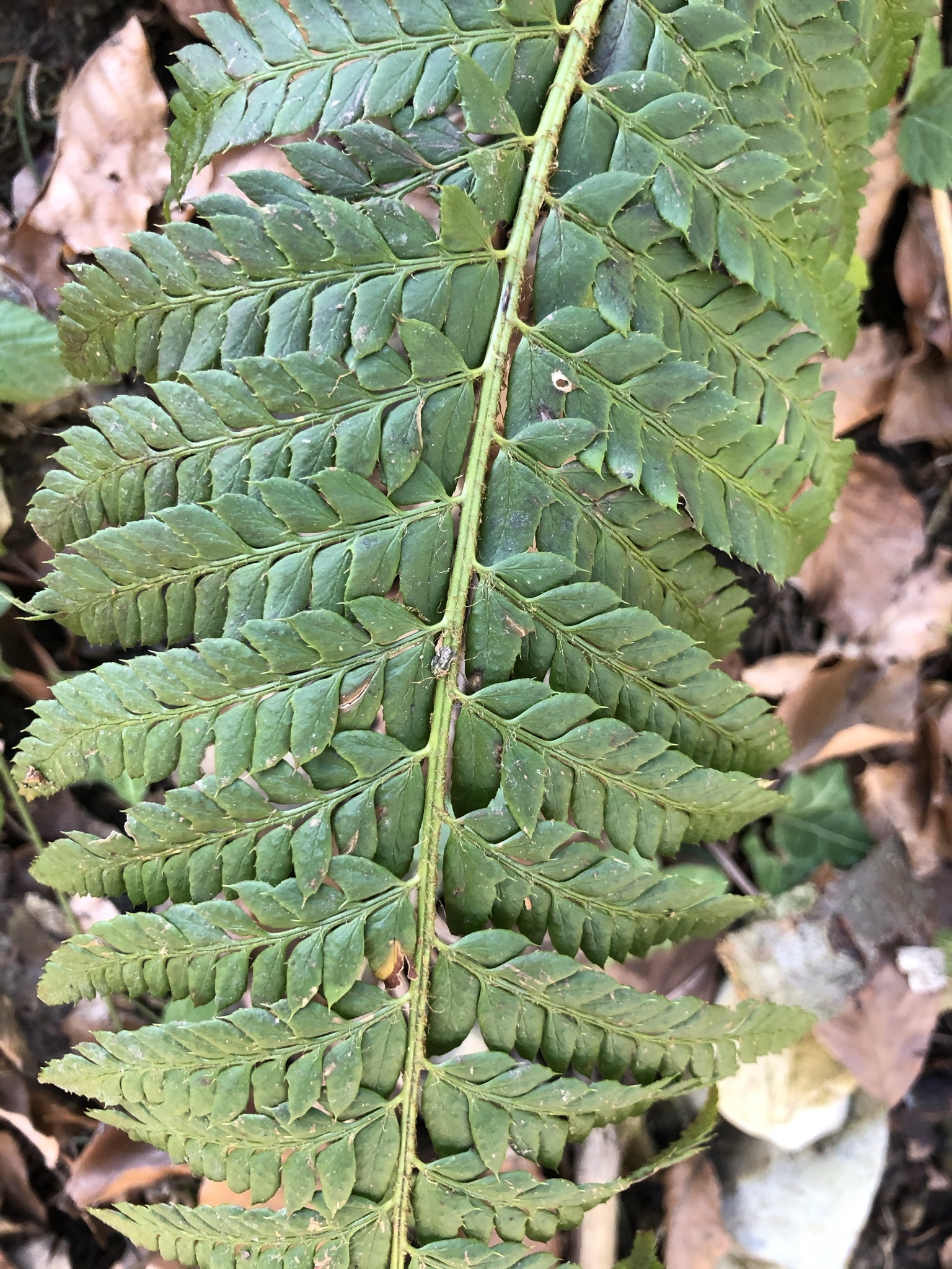 Polystichum aculeatum image