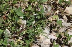 Trifolium pinetorum