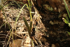 Harrisia aboriginum