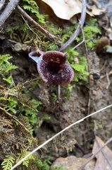 Hexastylis naniflora