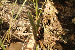Harrisia aboriginum
