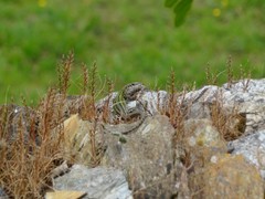 Podarcis carbonelli carbonelli