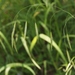 Bromus porteri - Photo (c) James Bailey, alguns direitos reservados (CC BY-NC), uploaded by James Bailey