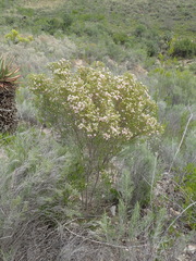 Phylica lachneaeoides