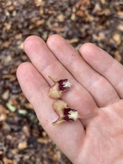Hexastylis naniflora