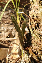 Harrisia aboriginum