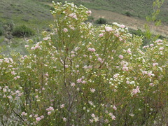 Phylica lachneaeoides