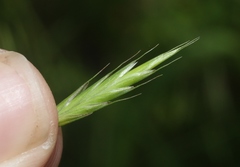 Bromus porteri
