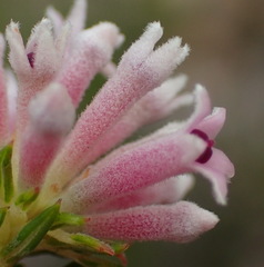 Phylica lachneaeoides