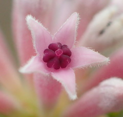 Phylica lachneaeoides