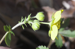 Potentilla freyniana