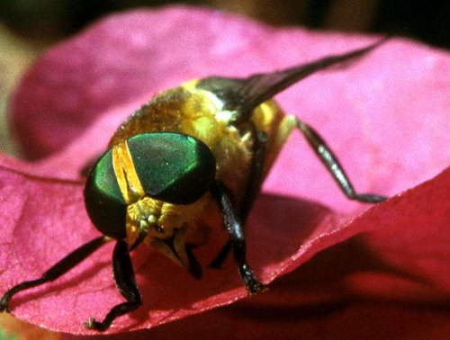 Ancala fasciata