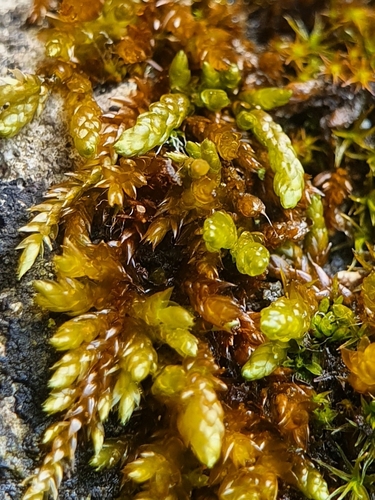 Image of Rhynchostegium murale by no rights reserved