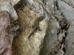 Podarcis carbonelli carbonelli