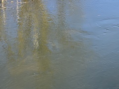 Leuciscus idus