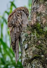 Nyctibius aethereus