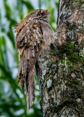 Nyctibius aethereus