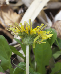 Taraxacum platycarpum longeappendiculatum