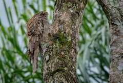 Nyctibius aethereus