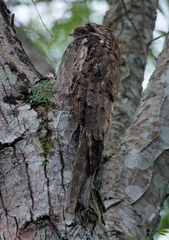 Nyctibius aethereus