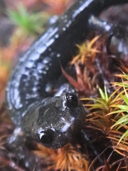 Aneides flavipunctatus