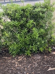 Podocarpus macrophyllus