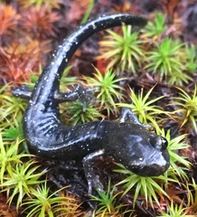 Aneides flavipunctatus