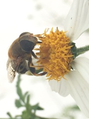 Eristalina