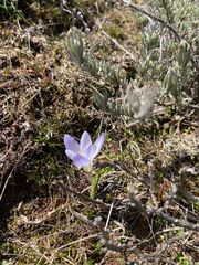 Crocus carpetanus