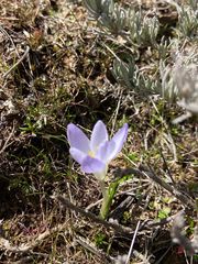 Crocus carpetanus