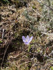 Crocus carpetanus