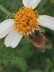 Eristalina