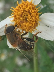 Eristalina