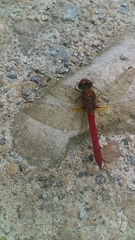 Sympetrum gilvum