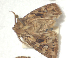 Pachetra sagittigera