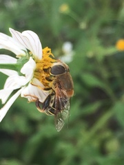 Eristalina