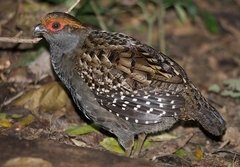 Odontophorus capueira